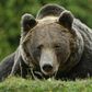 Romania has Europe's highest number of brown bears