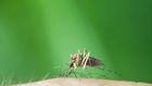 12 Genius Ways To Relieve Bug Bites