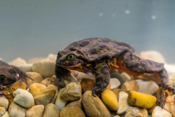 Happily, the first date between Romeo, once the last-known Sehuencas water frog, and Juliet, who was discovered deep inside a Bolivian cloud forest, went so well the two have been living together in the male's aquarium since