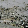 Sazo and other goat breeders scattered along the Andes foothills are on the frontline of climate change