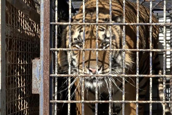 The nine tigers that survived the journey were taken in by two Polish zoos last week
