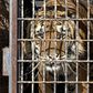 The nine tigers that survived the journey were taken in by two Polish zoos last week