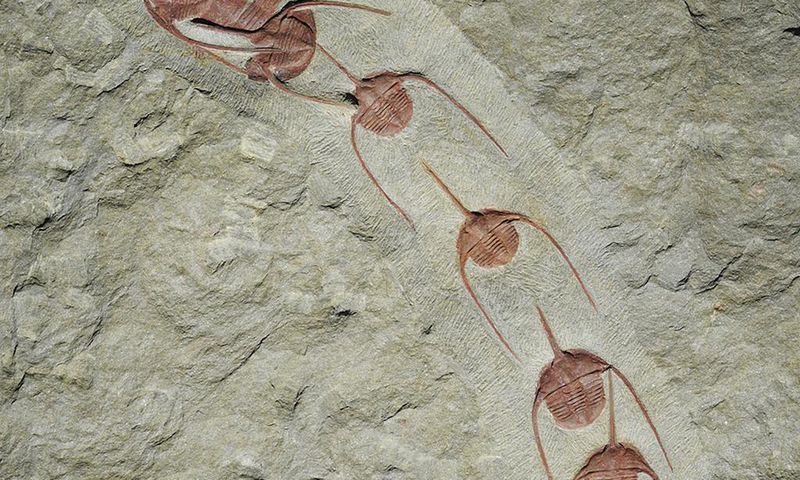 Trilobite Fossils Show Conga Line Frozen for 480 Million Years