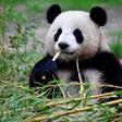 Giant panda Meng Meng, which means 'Little Dream', has been living at Berlin Zoo since 2017