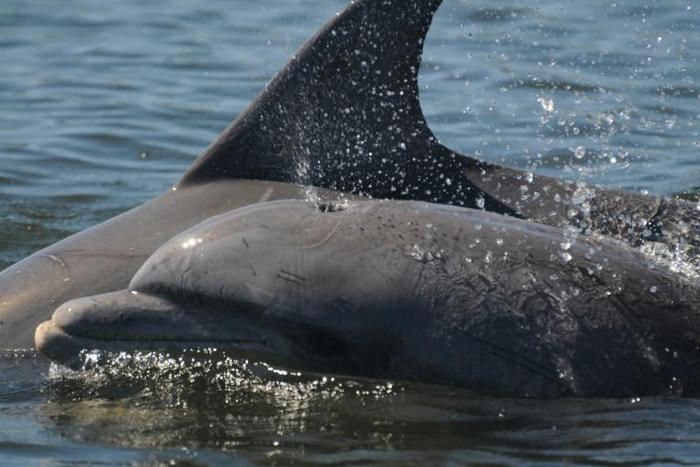 The new study looked at a population of some 420 dolphins living in the English Channel