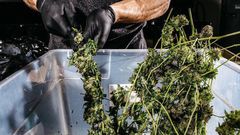 Legalizing marijuana, with a focus on social justice, unites democrats