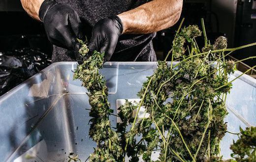Legalizing marijuana, with a focus on social justice, unites democrats