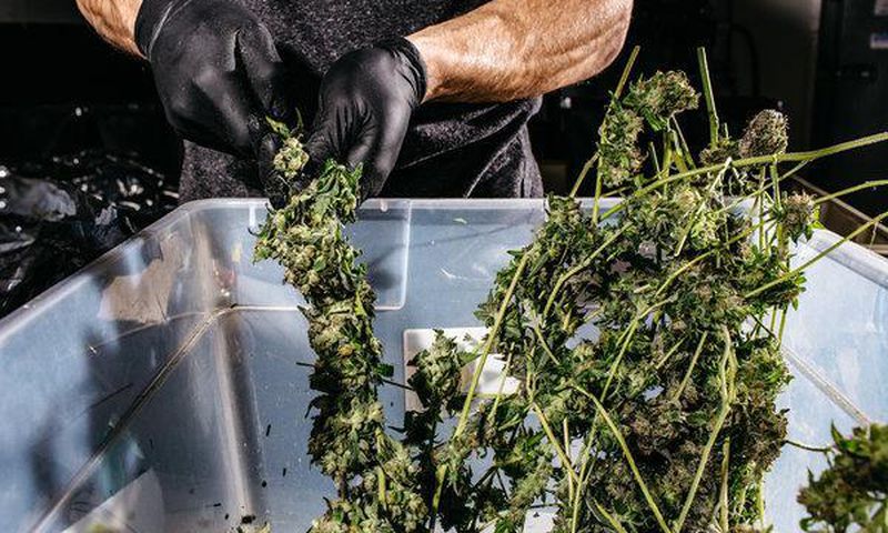 Legalizing marijuana, with a focus on social justice, unites democrats