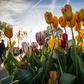 A probe found that often only one flower resembled the pictures on the packaging, and that there were fewer bulbs than advertised