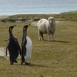 King penguins and a sheep are seen at Volunteer Point, north of Stanley in the Falkland Islands