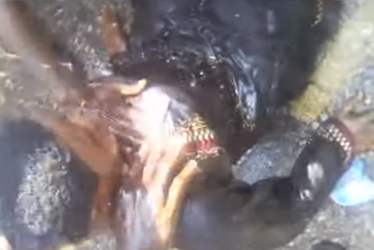 Two SHS students collapse at Independence Square over SHS placement