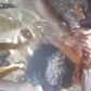 Two SHS students collapse at Independence Square over SHS placement