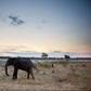 An African elephant in Hwange National Park in Zimbabwe. A recent drought has led to at least 55 elephants dying