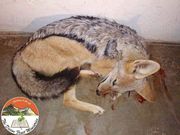 Pastor kills dog and eats the raw meat during church service