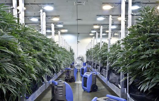New Jersey Debates Legalizing Marijuana and Erasing Criminal Convictions