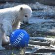 Hertha was born on December 1 in the city's Tierpark zoo and is the heir to late lamented superstar Knut