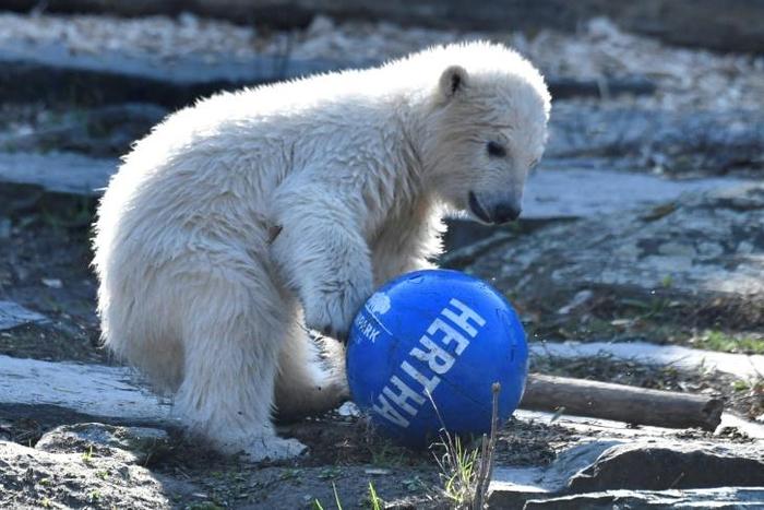 Hertha was born on December 1 in the city's Tierpark zoo and is the heir to late lamented superstar Knut