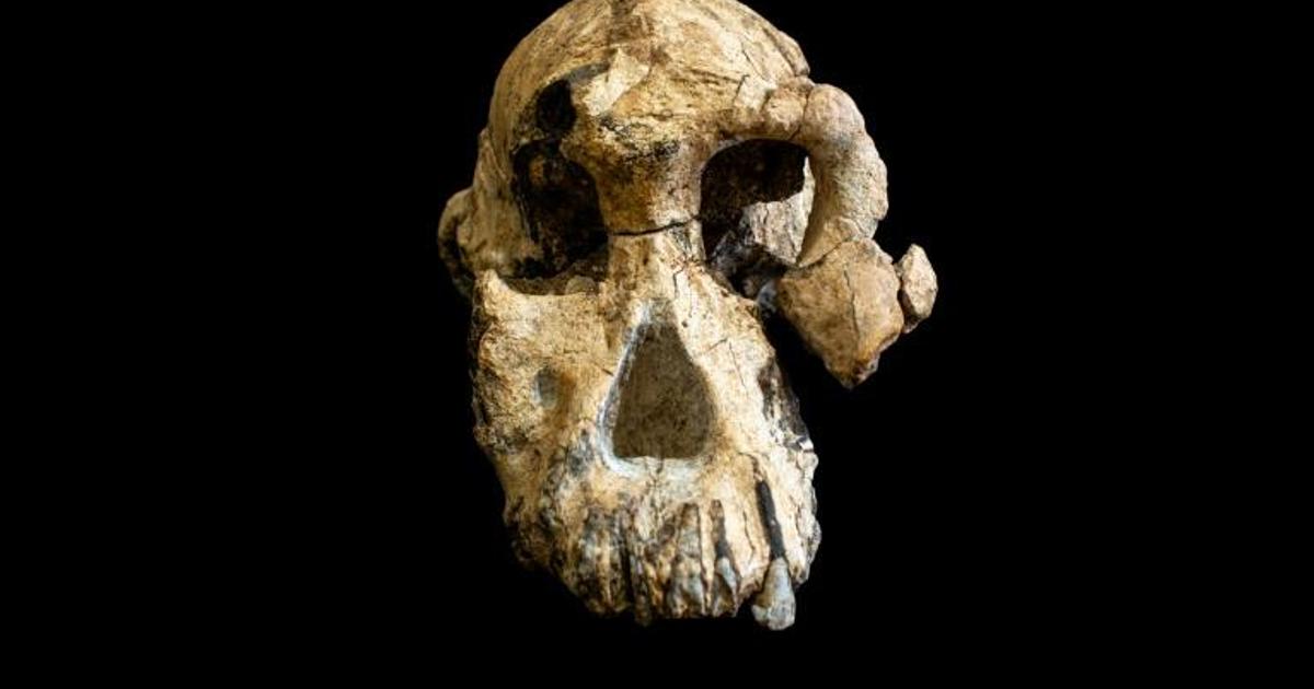 Skull find in Ethiopia yields new clues on how humans evolved | Pulse Ghana