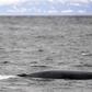 There will be no whaling off Iceland for the first tiem since the country resumed the controversial practice in 2003