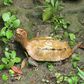 Okinawa Zoo and Museum released photos of the types of stolen turtle including the rare Ryukyu leaf species