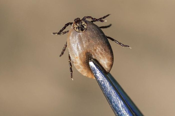 Dr. Pimple Popper Pulls Off Tick With Tweezers