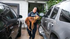 Why More Dogs and Cats Are Making It Out of Shelters Alive