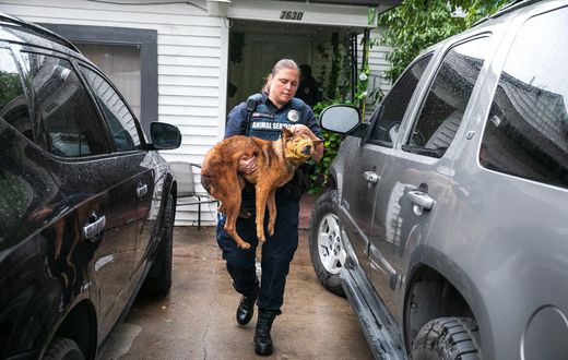 Why More Dogs and Cats Are Making It Out of Shelters Alive