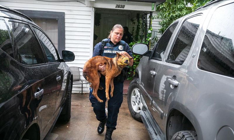 Why More Dogs and Cats Are Making It Out of Shelters Alive