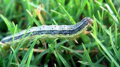 ___6831737___https:______static.pulse.com.gh___webservice___escenic___binary___6831737___2017___6___13___18___armyworms
