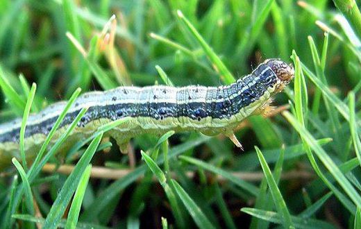 ___6831737___https:______static.pulse.com.gh___webservice___escenic___binary___6831737___2017___6___13___18___armyworms