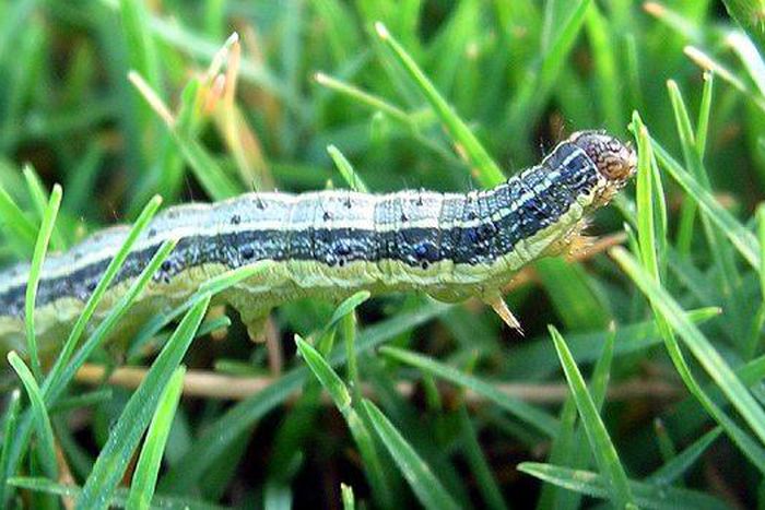 ___6831737___https:______static.pulse.com.gh___webservice___escenic___binary___6831737___2017___6___13___18___armyworms