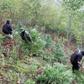 Albanian police destroy a field of cannabis plants in a remote mountainous area