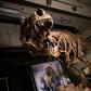 Nicknamed Scotty for a celebratory bottle of scotch consumed the night it was discovered, the T. rex was 13 meters (yards) long and probably weighed more than 8,800 kilos (19,400 pounds)
