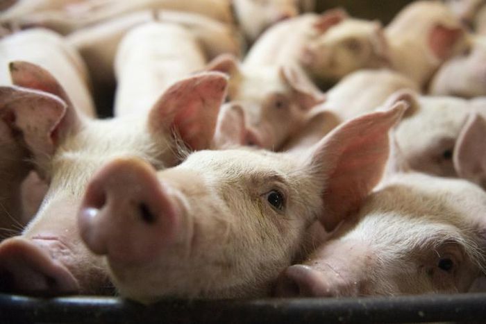 China has ended a ban on imports of Canadian beef and pork