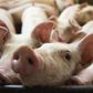 China has ended a ban on imports of Canadian beef and pork