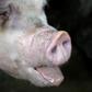 Pork prices have jumped 50 percent over the past year in China and the UN says almost five million pigs have died or been culled in Asia because of swine fever
