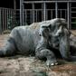 An elephant named Ramba that used to perform in circuses rests after arriving at the Brazilian Elephant Sanctuary