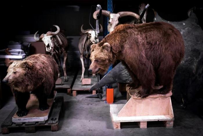 Researchers found a clear bias towards male specimens in museum collections of animals and birds dating back decades
