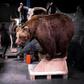 Researchers found a clear bias towards male specimens in museum collections of animals and birds dating back decades