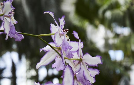 Seduced by Singapore's Charismatic Orchids