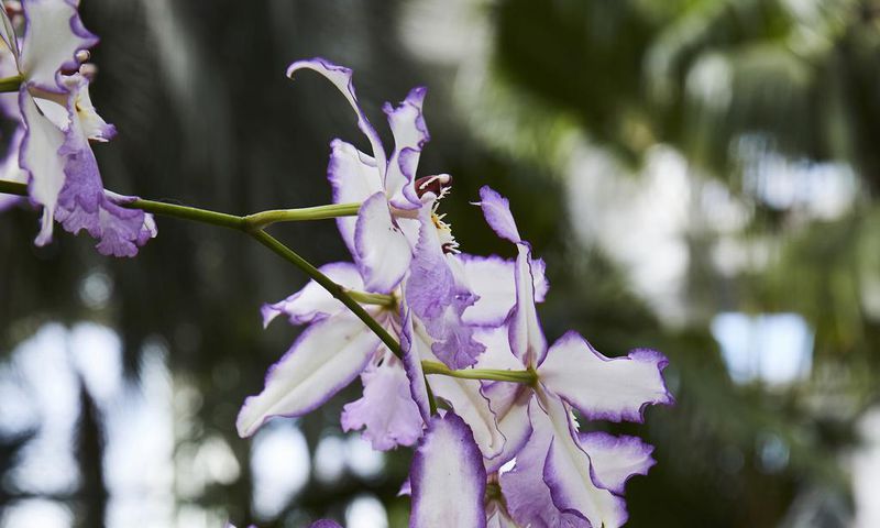 Seduced by Singapore's Charismatic Orchids
