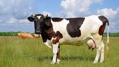 Couple exchanges blows as wife sells lactating cow secretly to buy VIP ticket for comedy show