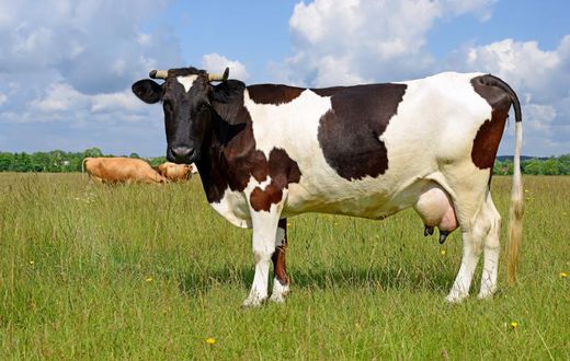 Couple exchanges blows as wife sells lactating cow secretly to buy VIP ticket for comedy show