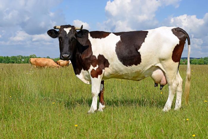 Couple exchanges blows as wife sells lactating cow secretly to buy VIP ticket for comedy show