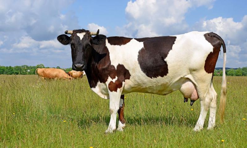 Couple exchanges blows as wife sells lactating cow secretly to buy VIP ticket for comedy show