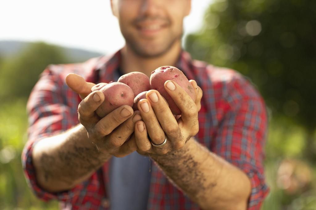 Hands holding potatoes