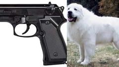 Frightened dog mistakenly shoots woman it was travelling with