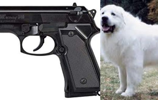 Frightened dog mistakenly shoots woman it was travelling with