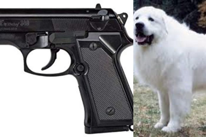 Frightened dog mistakenly shoots woman it was travelling with