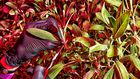 Who Will Save the Future of Food?